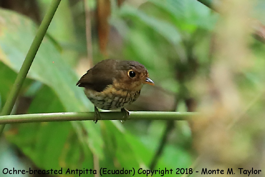 Ochre-breasted Antpitta -November- (Ecuador)