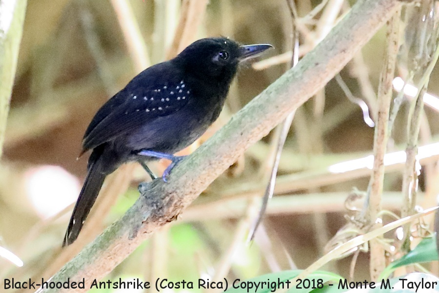 Black-hooded Antshrike -winter male- (Costa Rica)