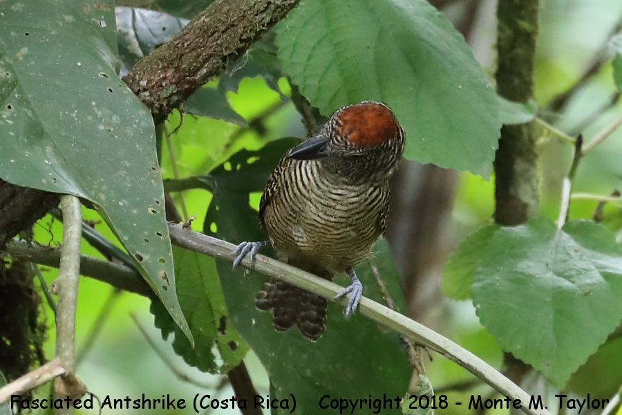 Fasciated Antshrike -winter female- (Costa Rica)