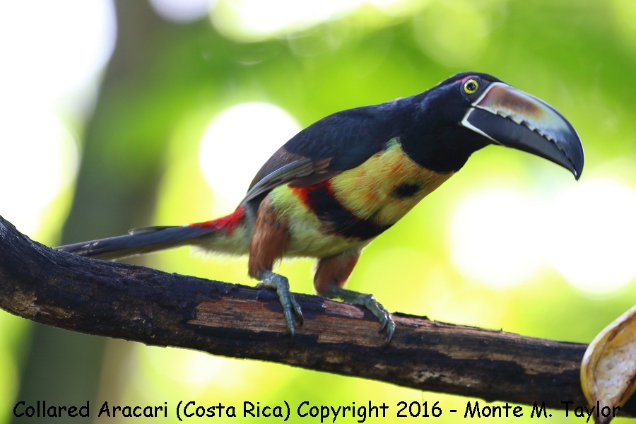 Collared Aracari -winter- (Selva Verde, Costa Rica)