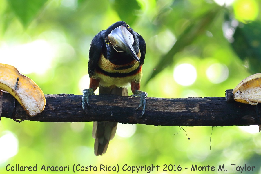 Collared Aracari -winter- (Selva Verde, Costa Rica)