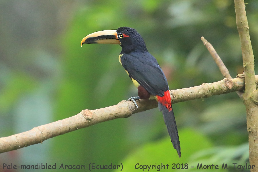 Pale-mandibled Aracari -November- (Ecuador)