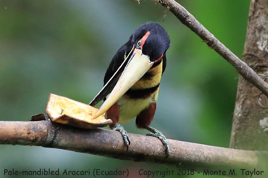 Pale-mandibled Aracari -November- (Milpe Bird Sanctuary, Ecuador)