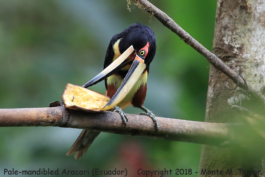 Pale-mandibled Aracari -November- (Milpe Bird Sanctuary, Ecuador)