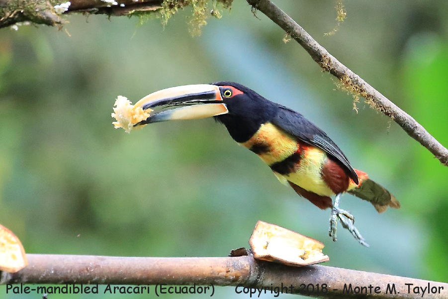 Pale-mandibled Aracari -November- (Ecuador)