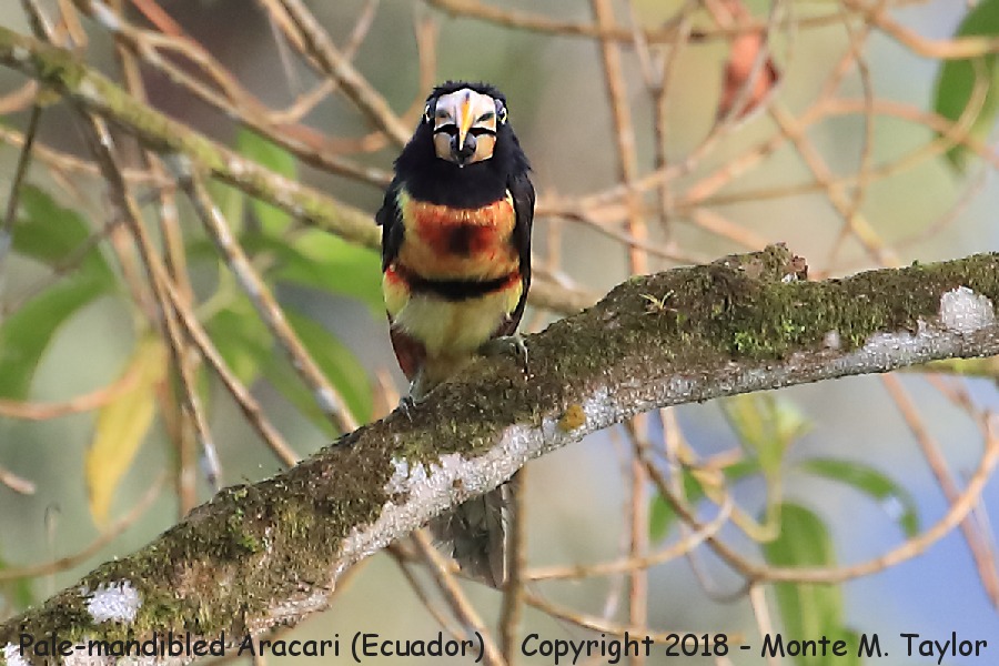 Pale-mandibled Aracari -November- (Mindo, Ecuador)