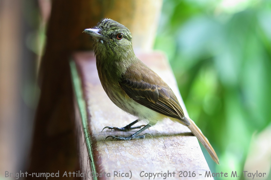 Bright-rumped Attila -winter- (Selva Verde, Costa Rica)