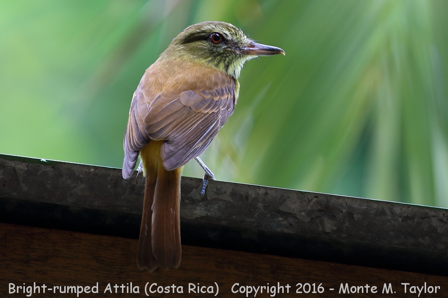 Bright-rumped Attila -winter- (Selva Verde, Costa Rica)