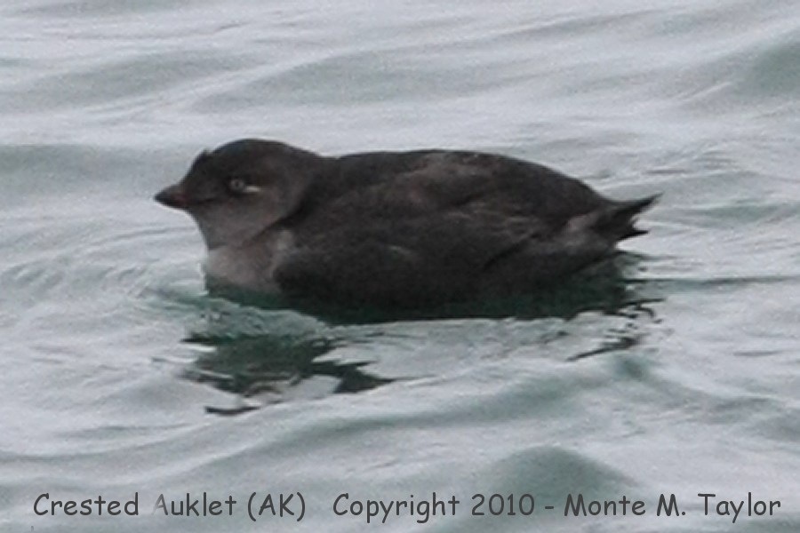 Crested Auklet -fall hatch year- (Gambell, St. Lawrence Island, Alaska)