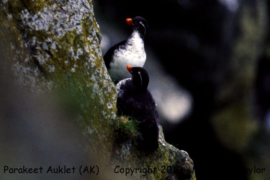 Parakeet Auklet -spring- (St Paul Island, Pribilofs, Alaska)