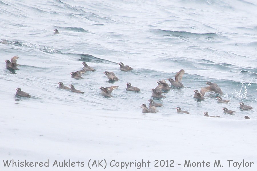 Whiskered Auklet flock -spring- (Little Tanaga Island, Alaska)