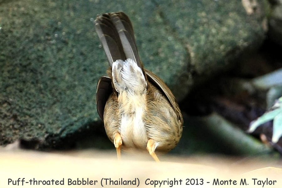 Puff-throated Babbler -winter- (Kaeng Krachan National Park, Petchaburi, Thailand)