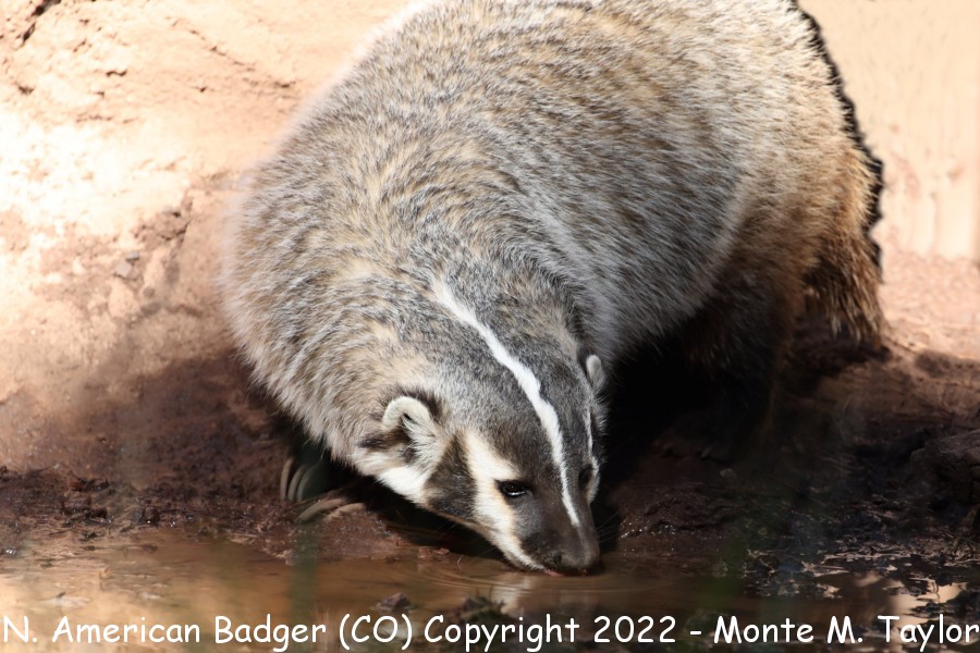 North American Badger -fall- (Colorado)