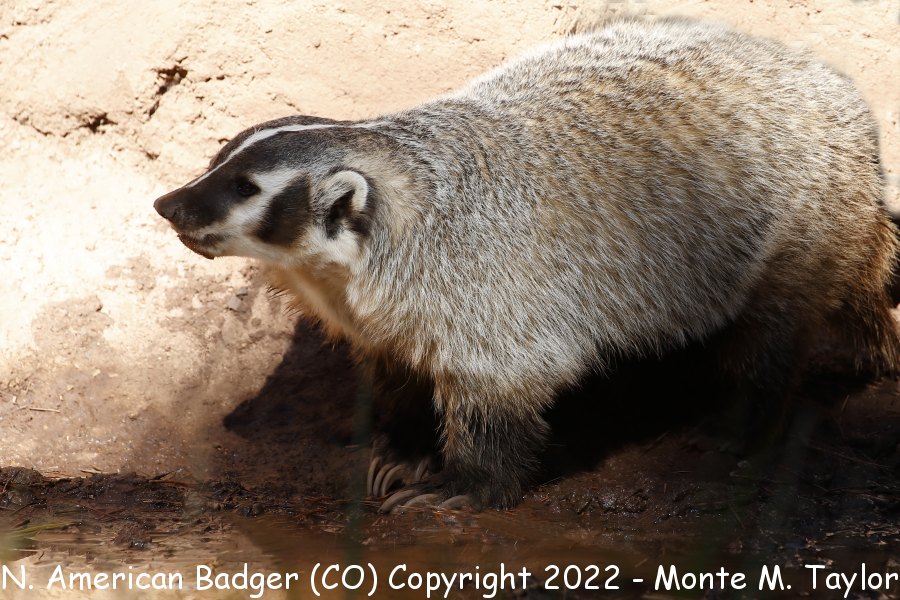 North American Badger -fall- (Colorado)