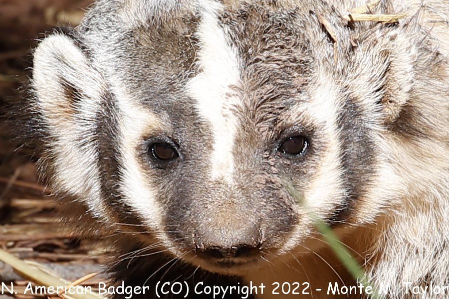 North American Badger -fall- (Colorado)