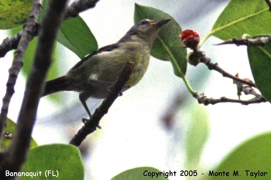 Bananaquit -spring juvenile- (Florida)