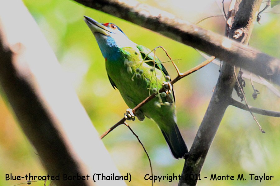 Blue-throated Barbet -winter- (Kaeng Krachan National Park, Petchaburi, Thailand)