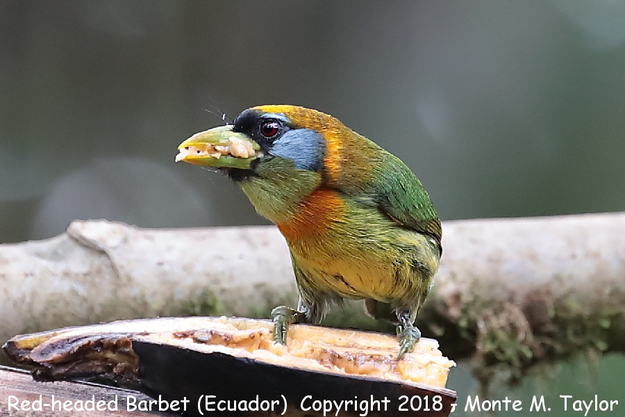Red-headed Barbet -female- (Milpe Bird Sanctuary, Ecuador)