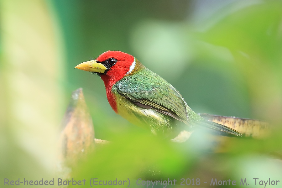 Red-headed Barbet -male- (San Tadeo, Ecuador)