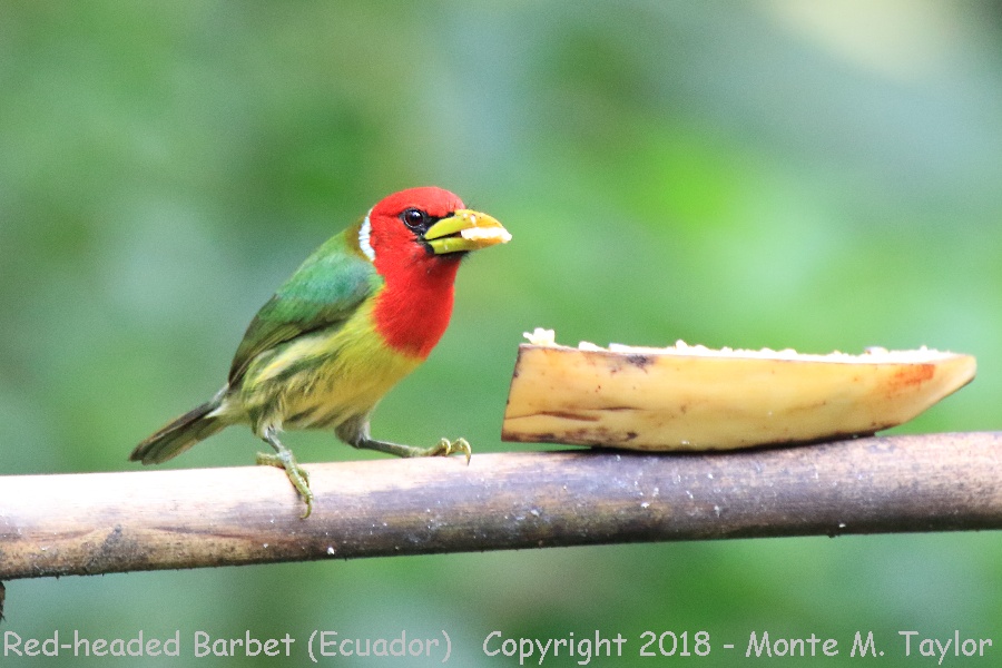 Red-headed Barbet -male- (Milpe Bird Sanctuary, Ecuador)