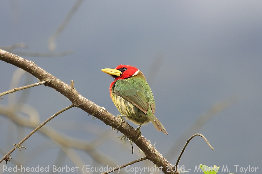Red-headed Barbet -male- (San Jorge Tandayapa Eco Lodge, Ecuador)