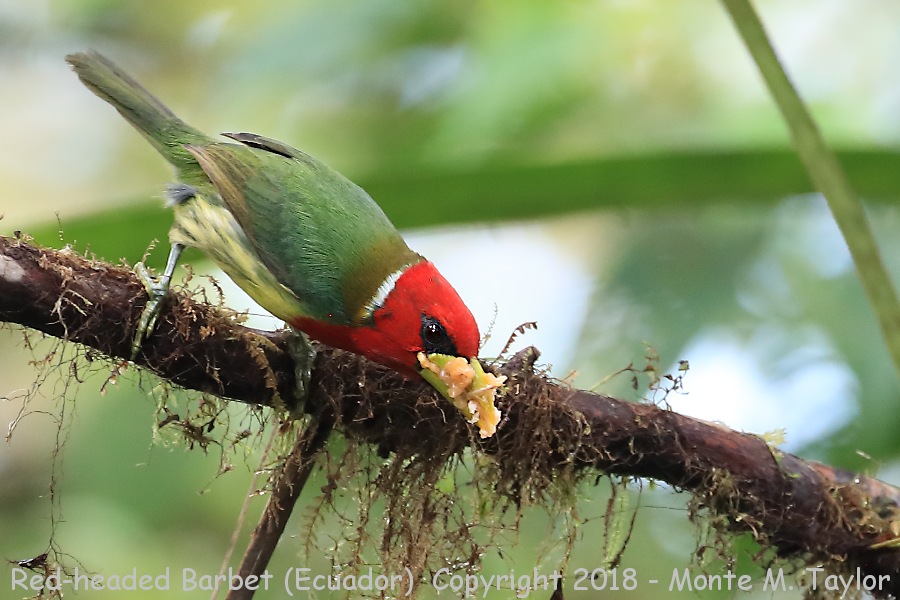 Red-headed Barbet -male- (San Tadeo, Ecuador)