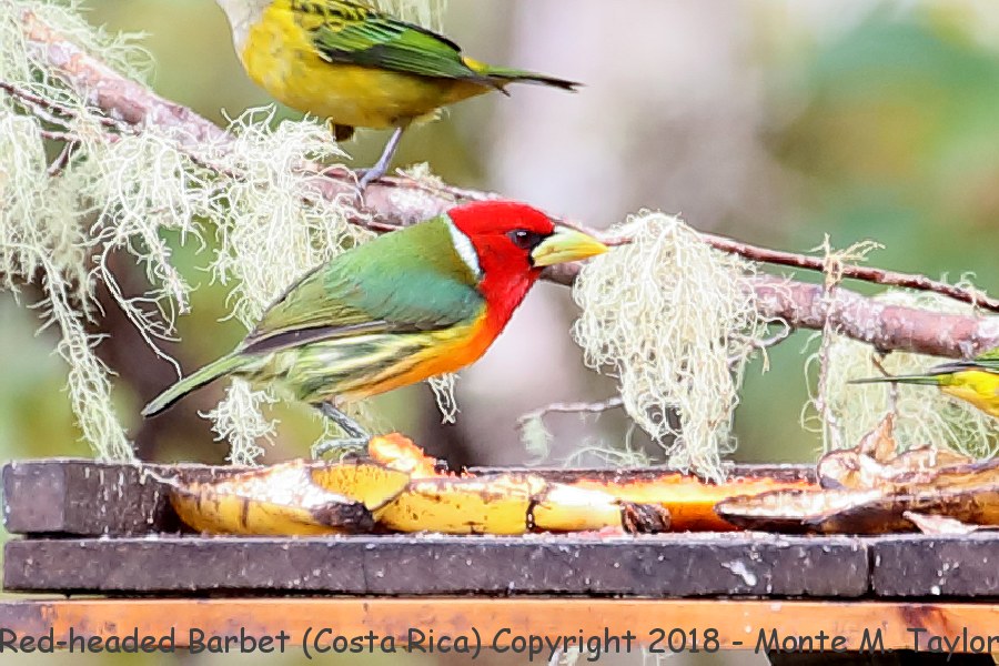 Red-headed Barbet -winter male- (Costa Rica)