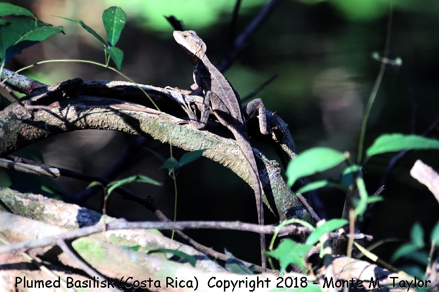 Jesus Christ Lizard -winter- (Selva Verde, Costa Rica)