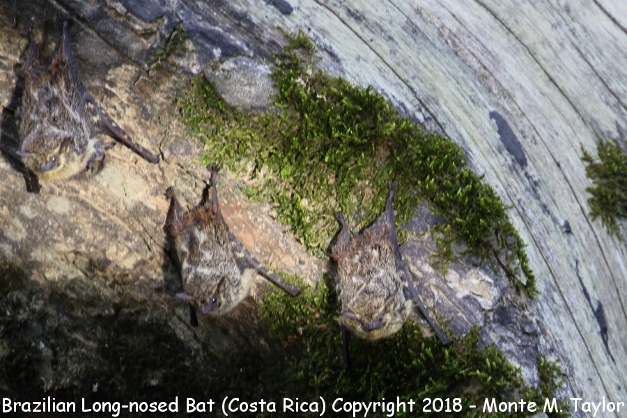 Brazilian Long-nosed Bat -winter- (Selva Verde, Costa Rica)