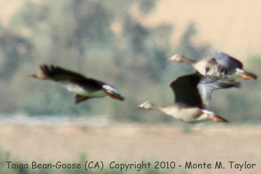 Taiga Bean-Goose -winter middendorffii- (Salton Sea, California)