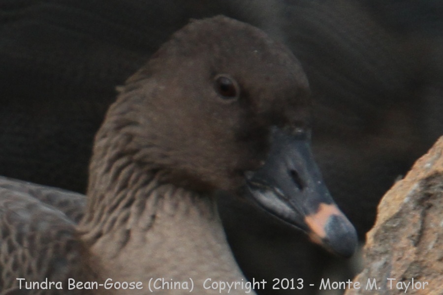 Tundra Bean-Goose -winter- (Yeyahu Wetlands Reserve, Yanqing, China)