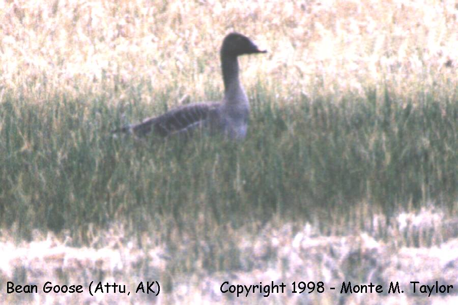 Tundra Bean Goose (Tundra species A. s. serrirostris) -May 21st, 1993- (Attu Island, Alaska)