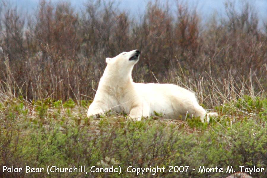 Polar Bear -summer- (Hudson Bay of Churchill, Manitoba, Canada)