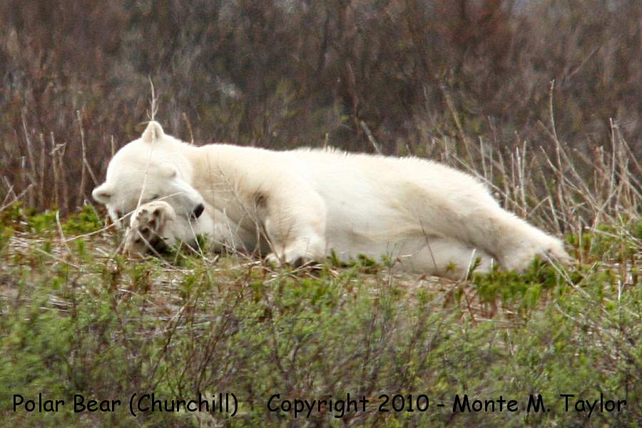 Polar Bear -summer- (Hudson Bay of Churchill, Manitoba, Canada)