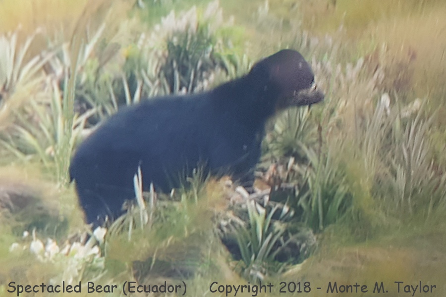 Spectacled Bear -November- (Papallacta Pass, Ecuador)