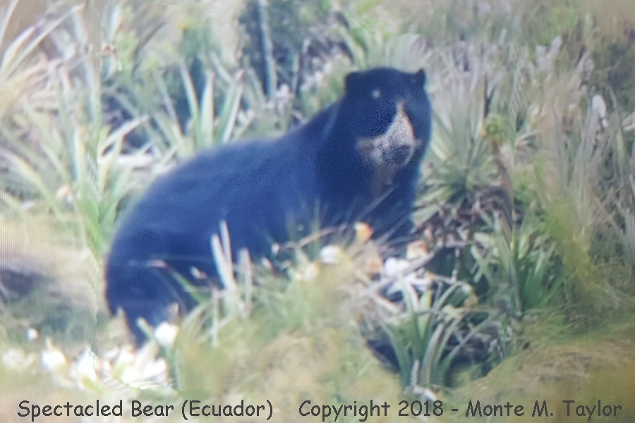 Spectacled Bear -November- (Papallacta Pass, Ecuador)