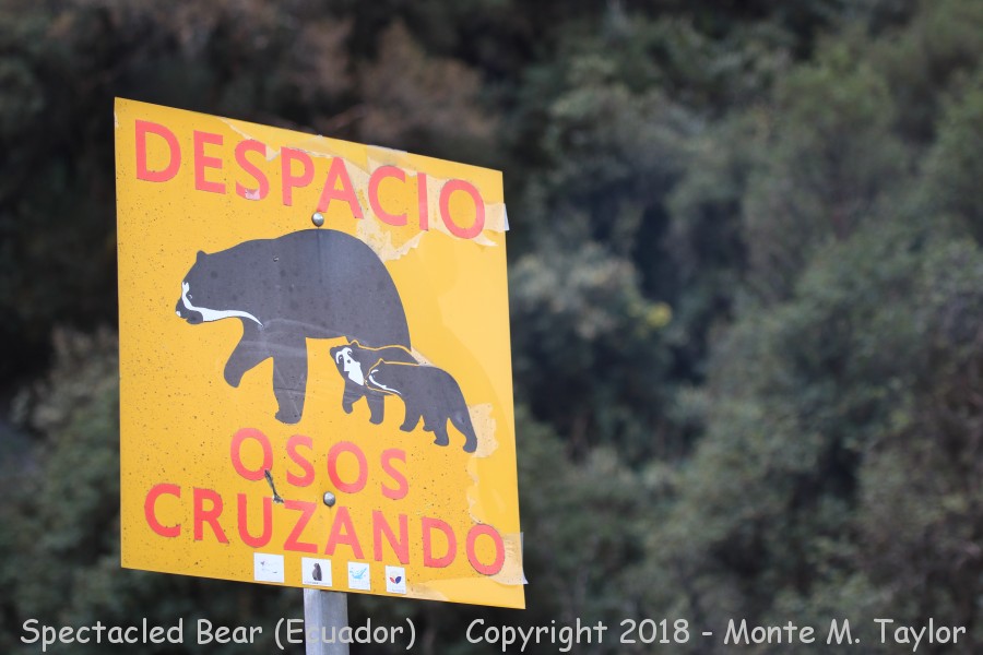 Spectacled Bear Warning Sign - Papallacta Pass, Ecuador