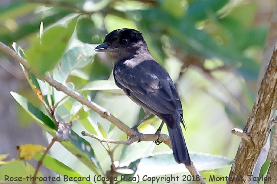 Rose-throated Becard -winter male- (Costa Rica)