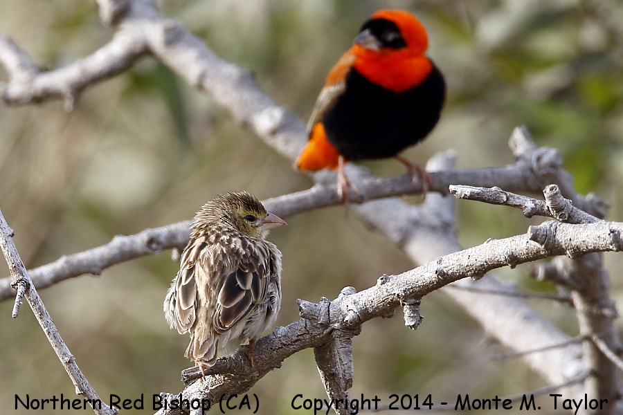Northern Red (Orange) Bishop -fall female w/male looking on- (California)