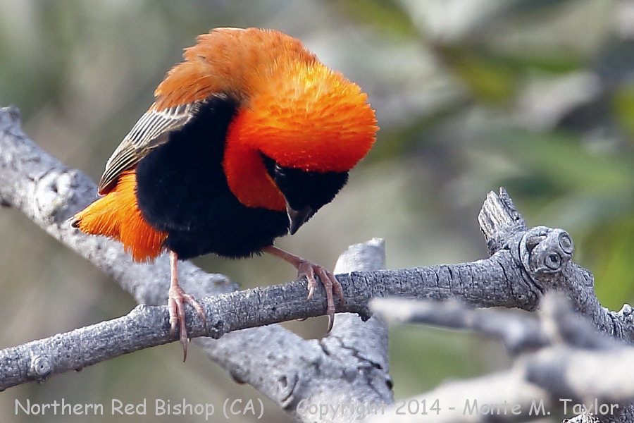 Northern Red (Orange) Bishop -fall male- (California)