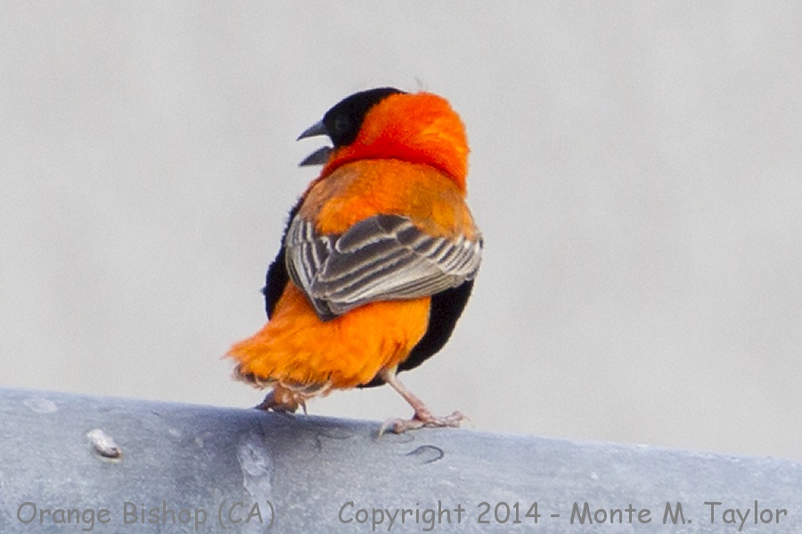 Northern Red (Orange) Bishop -summer male- (California)
