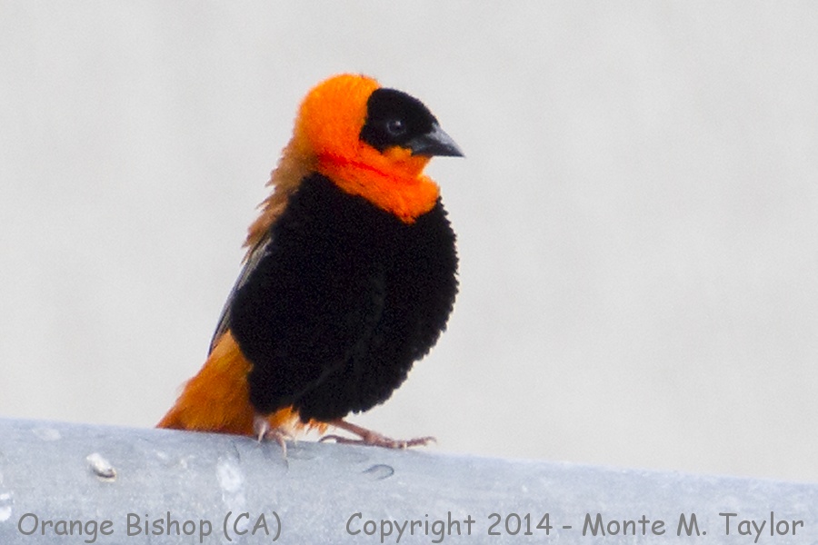 Northern Red (Orange) Bishop -summer male- (California)