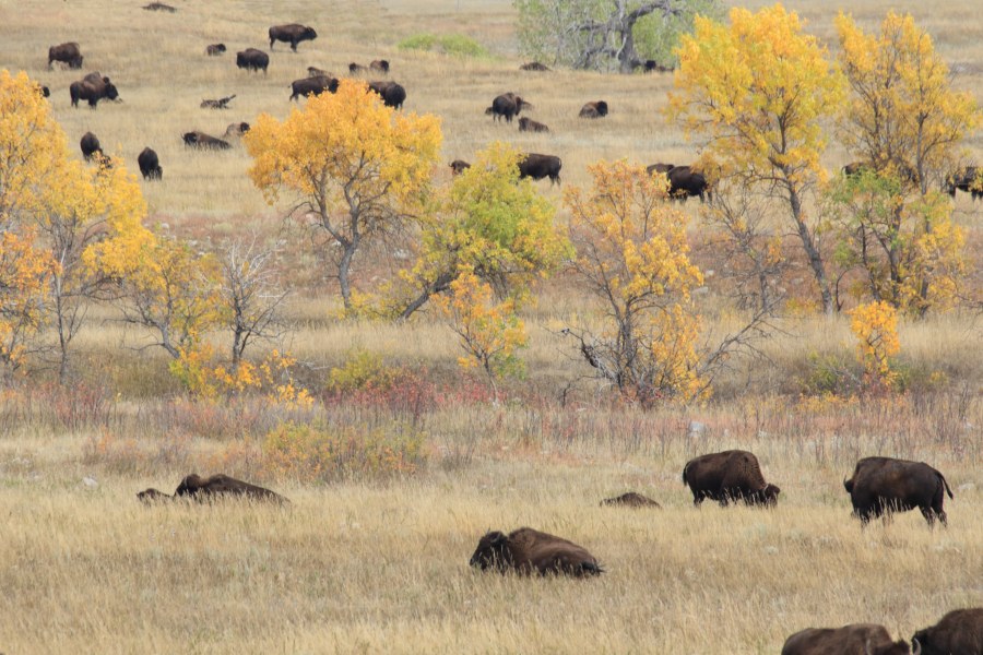 American Bison (Buffalo) -fall- (Custer State Park, South Dakota)