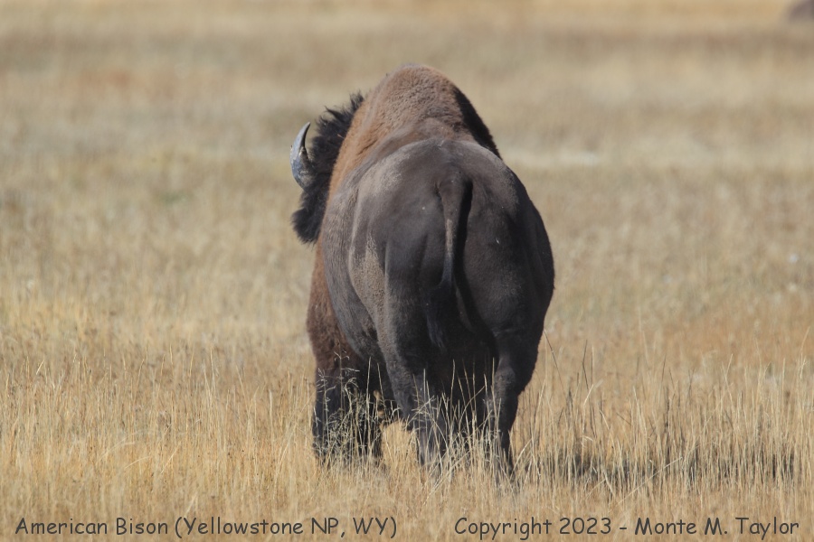 American Bison (Buffalo) -fall- (Yellowstone National Park, Wyoming)