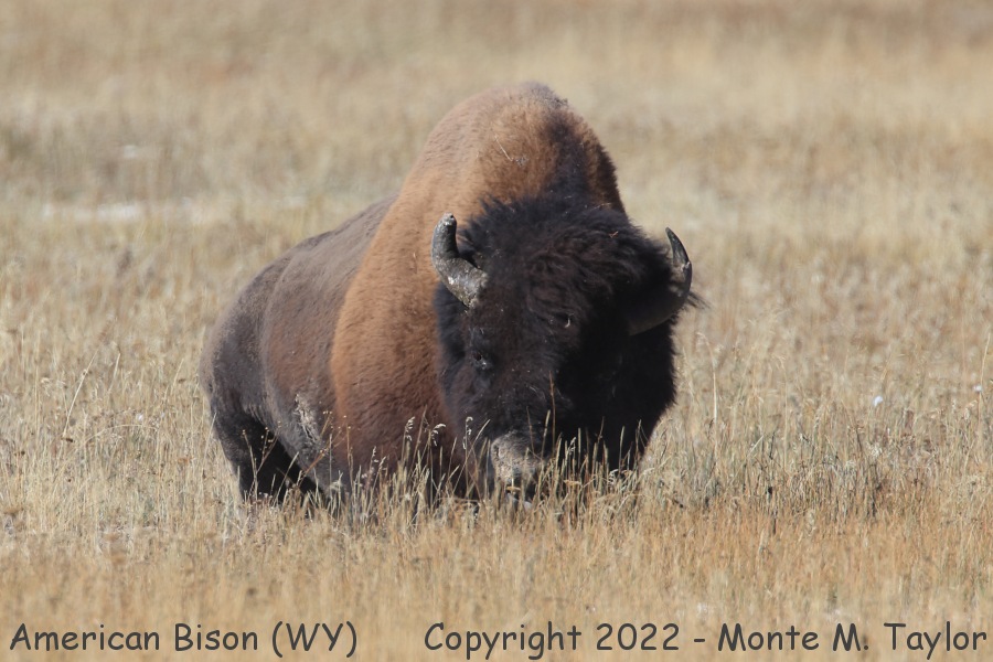 Bison (Buffalo) -fall- (Yellowstone National Park, Wyoming)