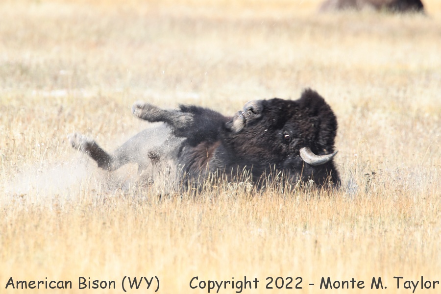 Bison (Buffalo) -fall- (Yellowstone National Park, Wyoming)
