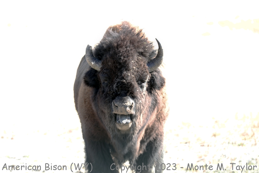 American Bison (Buffalo) -fall- (Yellowstone National Park, Wyoming)
