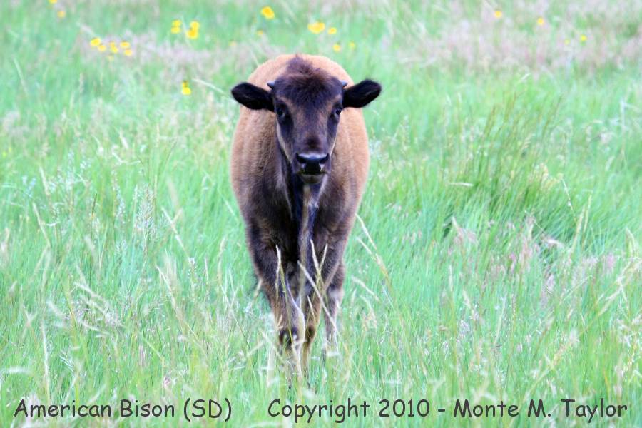 American Bison (Buffalo) -summer male calf- (South Dakota)
