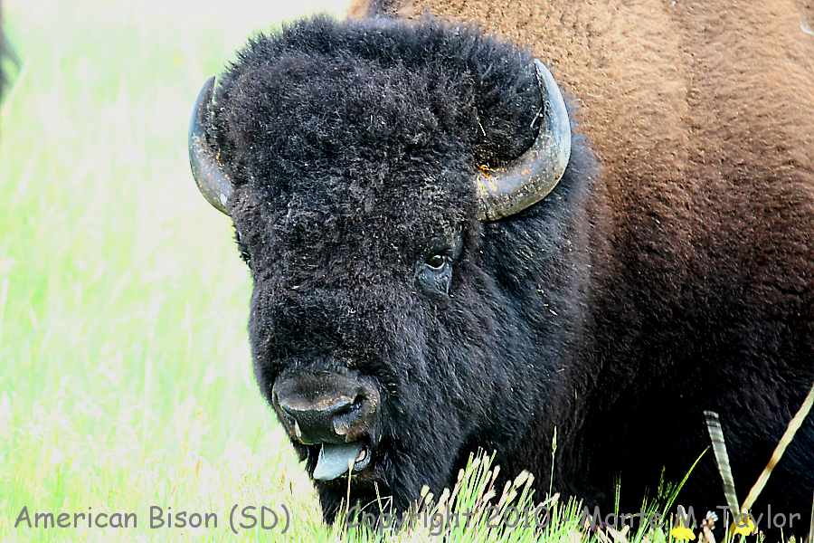 American Bison (Buffalo) -summer male- (South Dakota)