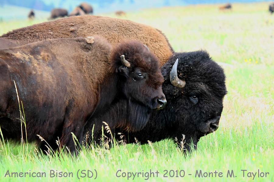 American Bison (Buffalo) -summer female/male- (South Dakota)